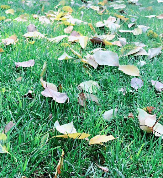 春暖花開踏青的說說 2019春天踏青發(fā)什么說說朋友圈