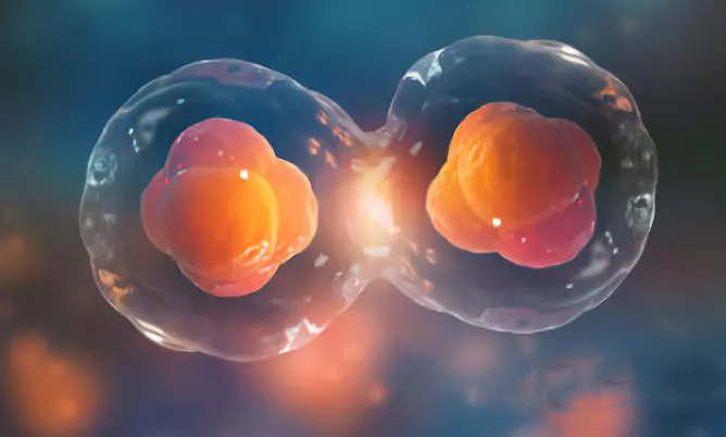 試管嬰兒移植胚胎成功的幾率有多高 影響試管嬰兒移植因素有哪些