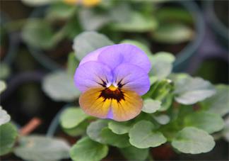 周六早安問候語圖片 早安周六說說朋友圈