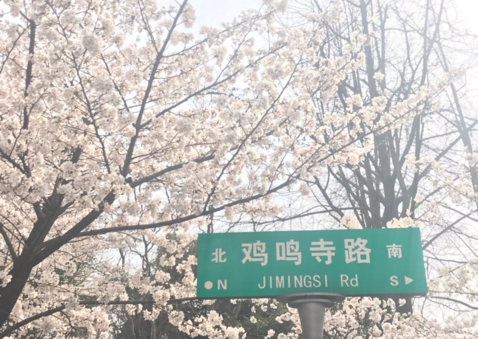 雞鳴寺賞櫻花心情感慨 在雞鳴寺賞櫻發(fā)什么說說朋友圈 雞鳴寺賞櫻花心情感慨 在雞鳴寺賞櫻發(fā)什么說說朋友圈