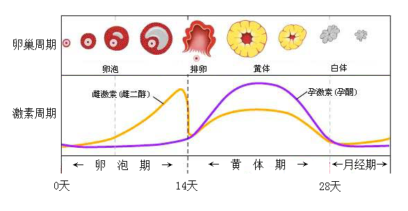 2019科學測定排卵期的方法推薦 如何測定排卵期