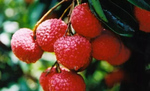 寶寶咳嗽吃什么水果好 這幾種水果煮著吃 寶寶咳嗽吃什么水果好 這幾種水果煮著吃