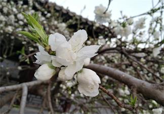 每天保持好心態(tài)的說說 每天保持好心態(tài)句子