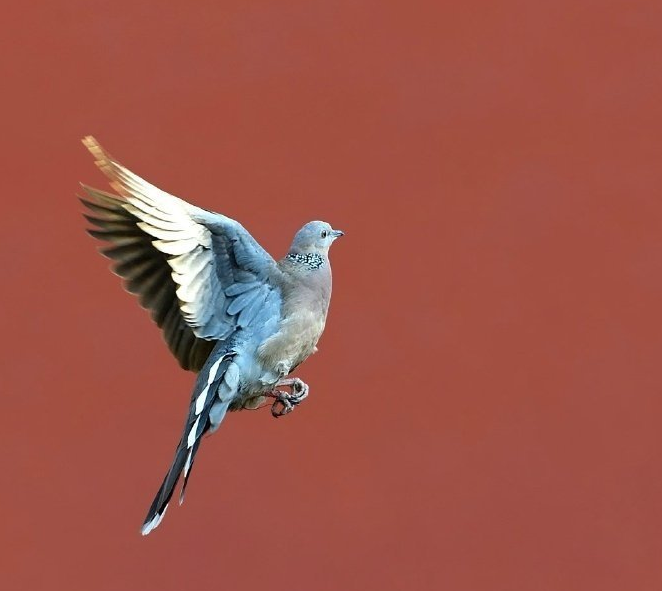 心態平靜心情感慨 心態平靜的說說朋友圈