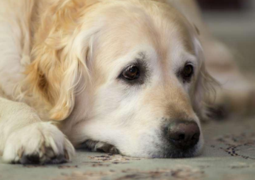 如何判斷孩子是不是自閉癥 孩子自閉癥的早期癥狀 如何判斷孩子是不是自閉癥 孩子自閉癥的早期癥狀
