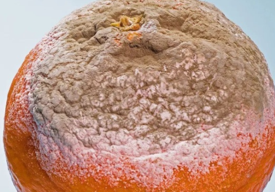 發霉的食物去掉壞的可以吃嗎 發霉食物注意事項 發霉的食物去掉壞的可以吃嗎 發霉食物注意事項