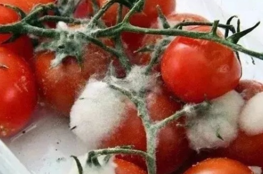 發霉的食物去掉壞的可以吃嗎 發霉食物注意事項 發霉的食物去掉壞的可以吃嗎 發霉食物注意事項