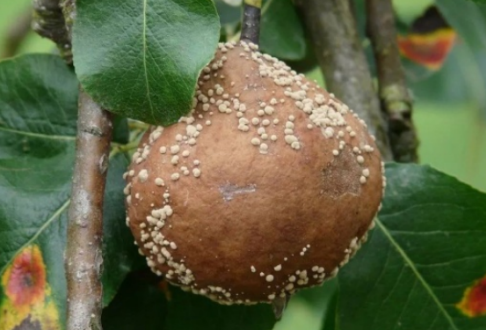 發霉的食物去掉壞的可以吃嗎 發霉食物注意事項 發霉的食物去掉壞的可以吃嗎 發霉食物注意事項