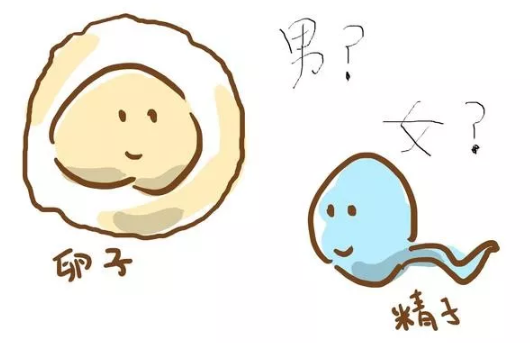 2019年4月5日懷孕生男生女 農歷三月初一懷孕是男孩還是女孩