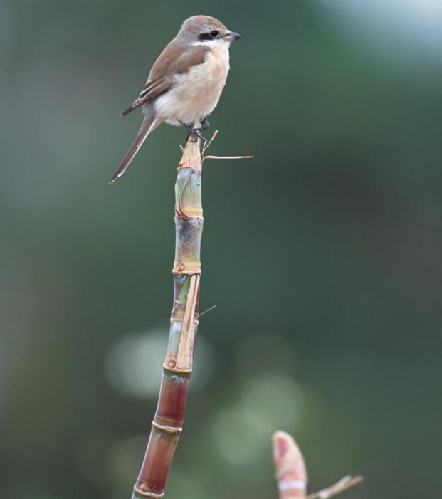 去皮甘蔗變色能吃嗎 甘蔗怎么保存不變質
