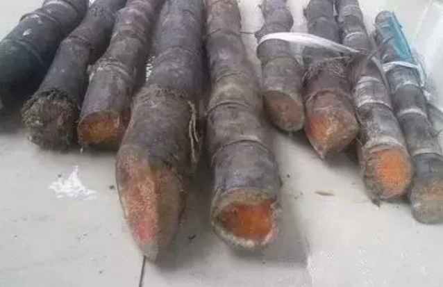 去皮甘蔗變色能吃嗎 甘蔗怎么保存不變質