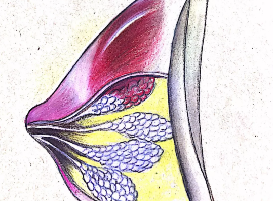 乳腺炎膿腫期間吃什么好 乳腺炎膿腫期間有什么忌口