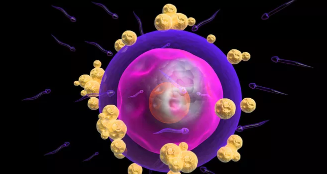 卵子受精后懷孕幾率有多大 受精卵著床的步驟 卵子受精后懷孕幾率有多大 受精卵著床的步驟