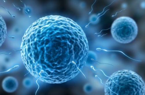 巨大卵會影響受孕嗎 怎么會形成巨大卵