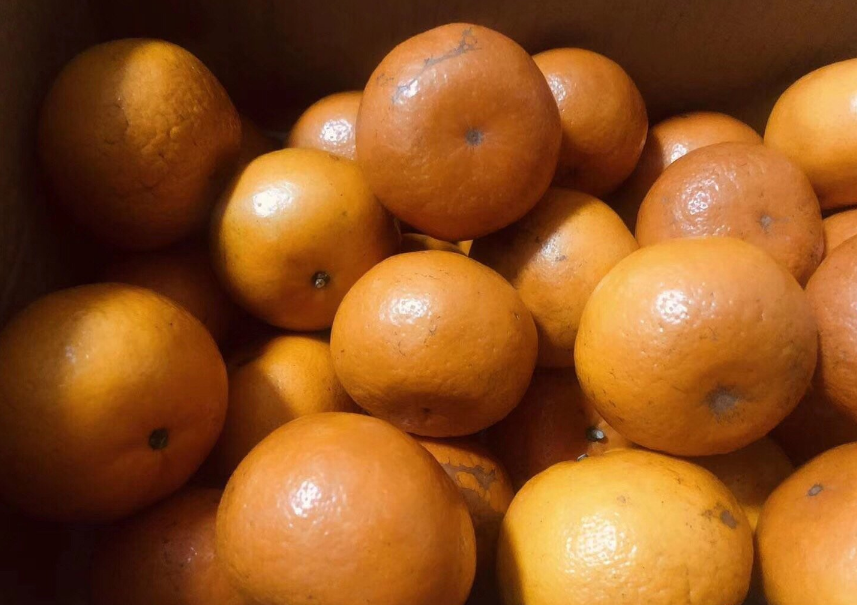 懷孕可以吃茂谷柑嗎 茂谷柑吃多了上火嗎 懷孕可以吃茂谷柑嗎 茂谷柑吃多了上火嗎