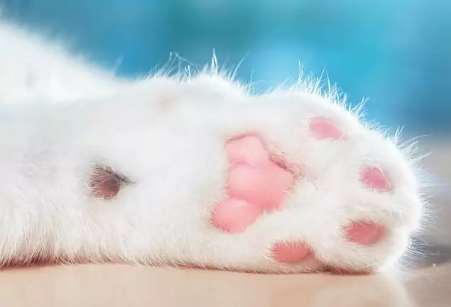 孩子吃哪些東西會導致小兒胃石癥 孩子吃什么東西會讓肚子里產生石頭