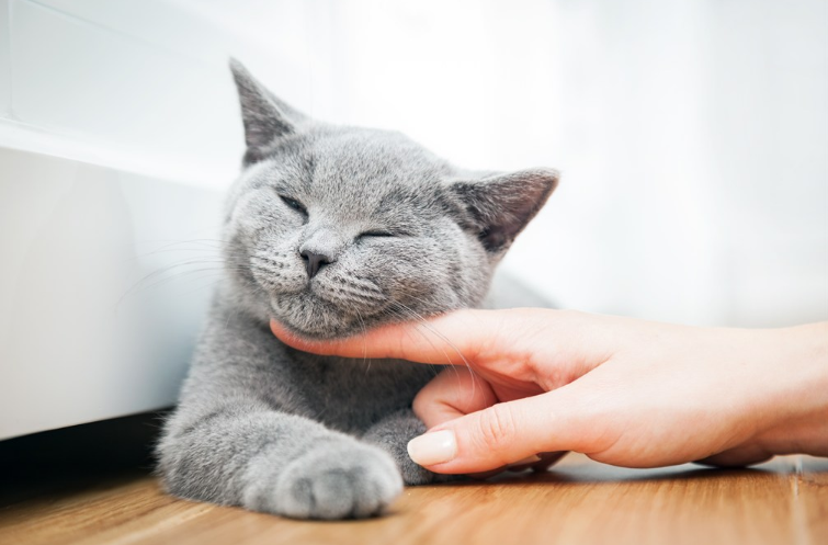 如何拒絕孩子的要求 孩子有無理要求拒絕方法