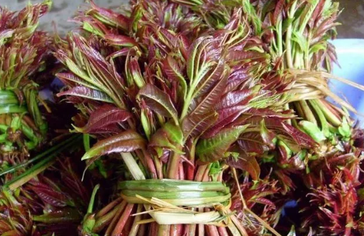 孕早期孕婦香椿可以吃嗎 孕婦一天能吃多少香椿 孕早期孕婦香椿可以吃嗎 孕婦一天能吃多少香椿