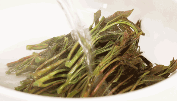 孕婦能吃香椿芽嗎 孕婦怎么吃香椿芽好