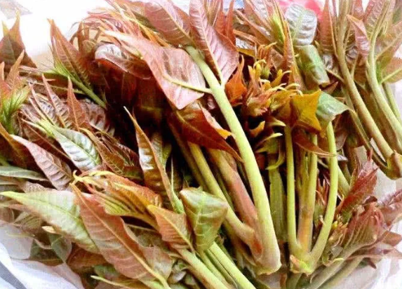 孕婦可以吃香椿炒蛋嗎 孕婦吃香椿炒蛋會中毒嗎