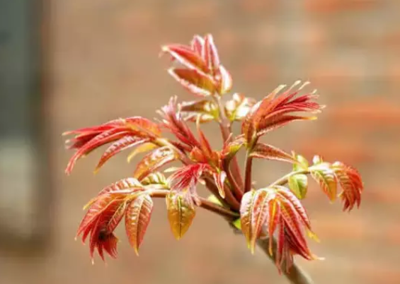 孕婦可以吃香椿炒蛋嗎 孕婦吃香椿炒蛋會中毒嗎