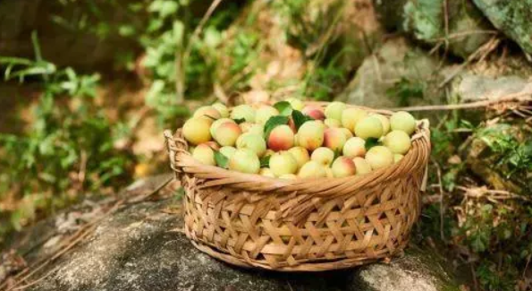 哺乳期能吃青梅嗎 哺乳期吃青梅影響母乳嗎