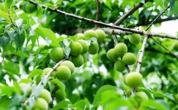 寶寶多大能吃青梅 嬰幼兒期能吃青梅嗎