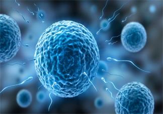 胚胎移植后需要注意哪些事情 胚胎移植注意事項