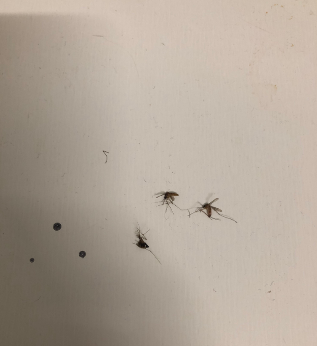 被蚊子咬醒的搞笑句子 睡到半夜被蚊子咬說說朋友圈 被蚊子咬醒的搞笑句子 睡到半夜被蚊子咬說說朋友圈