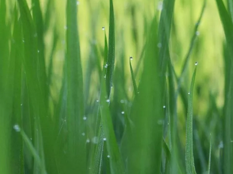 今日谷雨正能量心情說說 2019谷雨發什么朋友圈 今日谷雨正能量心情說說 2019谷雨發什么朋友圈