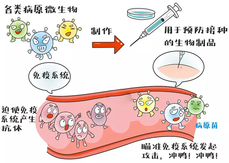 手足口病高發(fā)期打疫苗來得及嗎 手足口病疫苗打了發(fā)燒是什么原因