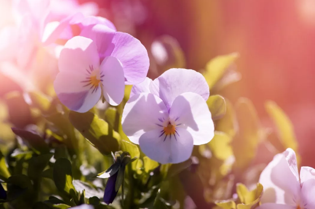 入春后孩子常蹬被子是什么原因 孩子春季睡不安穩是陰虛嗎