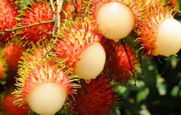 懷孕孕媽能吃紅毛丹嗎 懷孕吃紅毛丹對(duì)寶寶有影響嗎