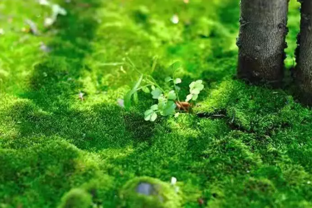 孩子積食和地圖舌有什么聯(lián)系 孩子地圖舌是因?yàn)榉e食嗎