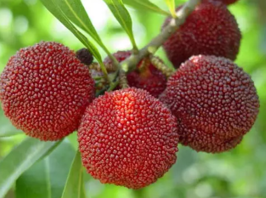 多大的孩子能吃楊梅 嬰幼兒期寶寶能吃楊梅嗎