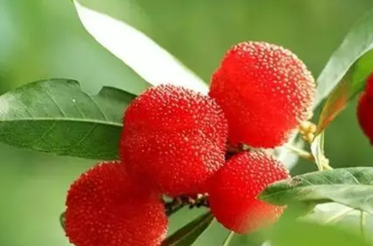 ?坐月子期間能吃楊梅嗎 坐月子吃楊梅好不好