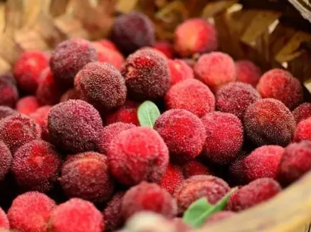 哺乳期能吃楊梅嗎 哺乳期吃楊梅影響哺乳嗎 哺乳期能吃楊梅嗎 哺乳期吃楊梅影響哺乳嗎