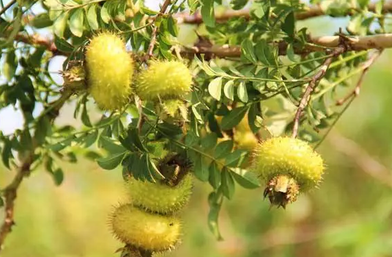 懷孕孕媽能吃刺梨嗎 懷孕吃刺梨好不好 懷孕孕媽能吃刺梨嗎 懷孕吃刺梨好不好