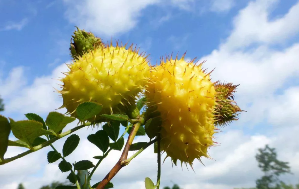 懷孕孕媽能吃刺梨嗎 懷孕吃刺梨好不好 懷孕孕媽能吃刺梨嗎 懷孕吃刺梨好不好