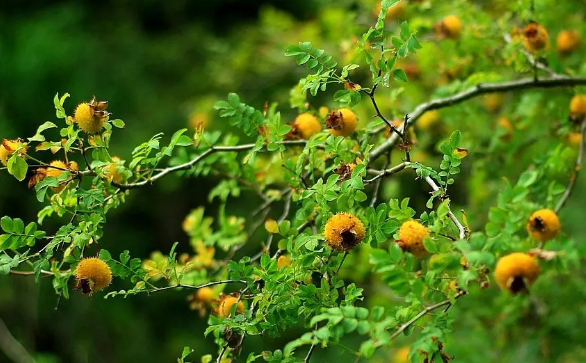 懷孕孕媽能吃刺梨嗎 懷孕吃刺梨好不好 懷孕孕媽能吃刺梨嗎 懷孕吃刺梨好不好