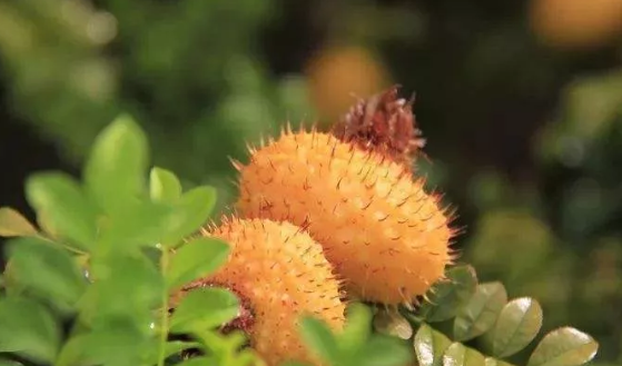 哺乳期能吃刺梨嗎 哺乳期吃刺梨影響寶寶嗎 哺乳期能吃刺梨嗎 哺乳期吃刺梨影響寶寶嗎