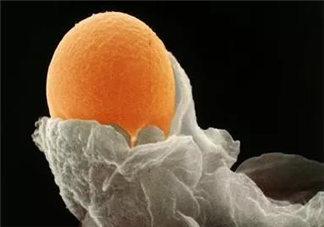 卵泡發育不良受孕了會影響胚胎質量嗎 卵泡發育不良懷孕的影響