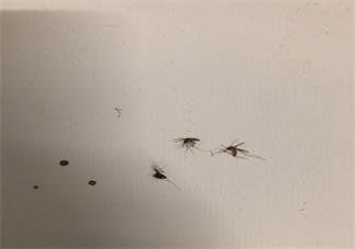 被蚊子咬醒的搞笑句子 睡到半夜被蚊子咬說說朋友圈