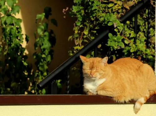 孩子隔玻璃曬太陽能長高嗎 曬太陽能隔玻璃曬嗎