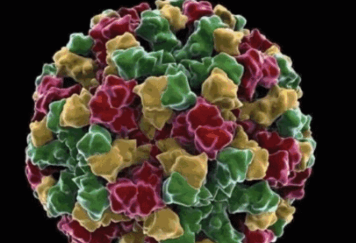 諾如病毒兒童和成人有什么區別 兒童諾如病毒的癥狀 諾如病毒兒童和成人有什么區別 兒童諾如病毒的癥狀