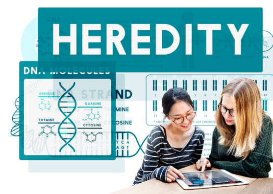 雙眼皮父母會生出單眼皮孩子嗎 單眼皮孩子概率大嗎 雙眼皮父母會生出單眼皮孩子嗎 單眼皮孩子概率大嗎