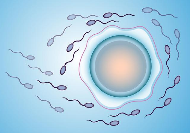 受精卵著床白帶會拉絲嗎 受精卵著床白帶有什么變化 受精卵著床白帶會拉絲嗎 受精卵著床白帶有什么變化