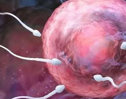 受精卵著床需要幾天 受精卵著床一定會出血嗎 受精卵著床需要幾天 受精卵著床一定會出血嗎