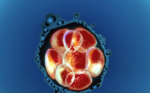 試管嬰兒胚胎移植著床需要幾天 胚胎移植后受精卵著床有什么感覺 試管嬰兒胚胎移植著床需要幾天 胚胎移植后受精卵著床有什么感覺