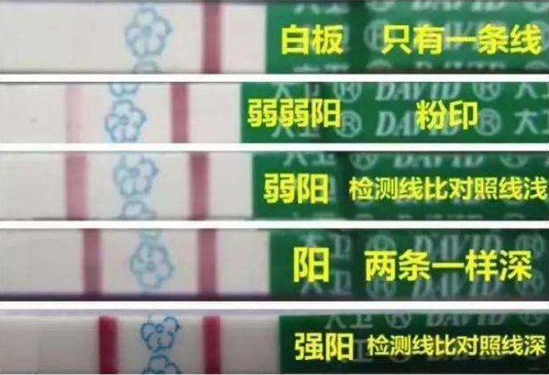 排卵試紙強陽后多久會排卵 排卵試紙強陽什么時候容易懷孕 